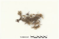 藏品(羽苔屬)的圖片